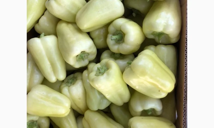 Продаж перець Барбі оптом - фото № 1