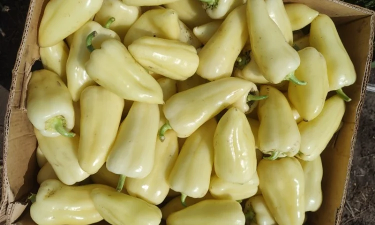 Перець оптом на продаж - фото № 1