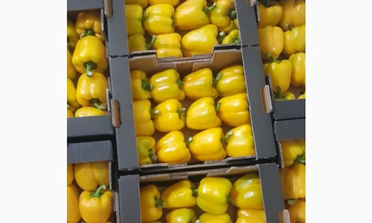 Покупка перцю оптом - фото № 1