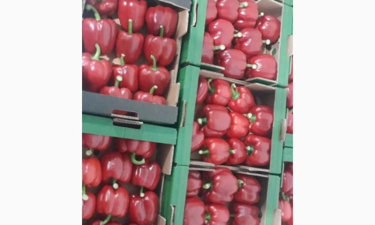 Покупка перцю оптом - фото № 2