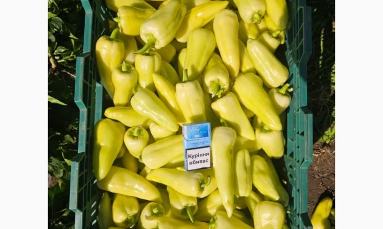 Продаж перцю белозерка і топгір - фото № 2
