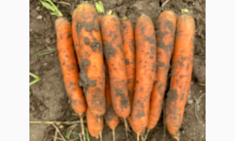 Продажа моркови Балтімор в объеме 5 тонн - фото № 1