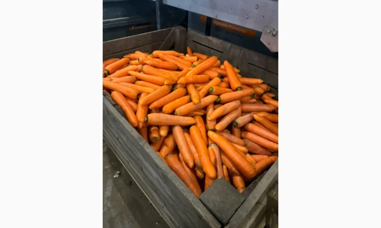 Продажа моркови мита высокого качества - фото № 1