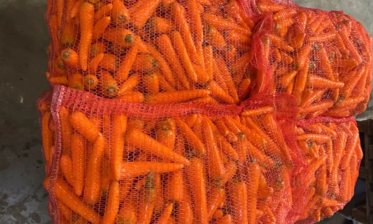 Продаю морковь сорта Шантане 1 гатунок - фото № 1