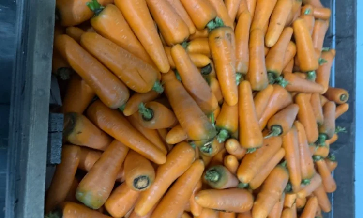 Продаю морковь сорта Шантане 1 гатунок - фото № 10