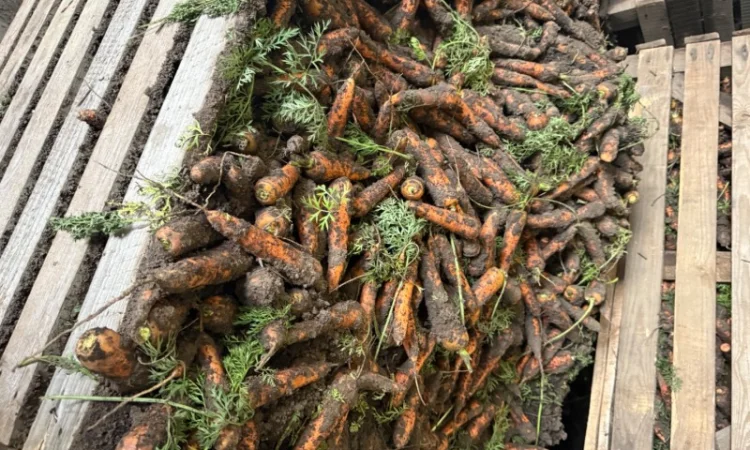 Продаю морковь сорта Шантане 1 гатунок - фото № 4