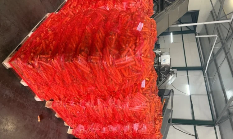 Продаю морковь сорта Шантане 1 гатунок - фото № 5