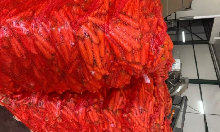 Продаю морковь сорта Шантане 1 гатунок - фото № 9