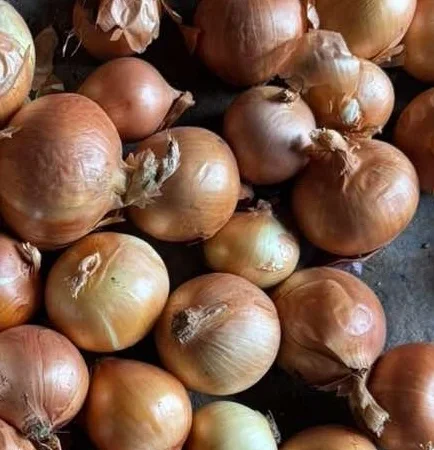 Продаж лука репчатого 1 сорту оптом - фото № 1