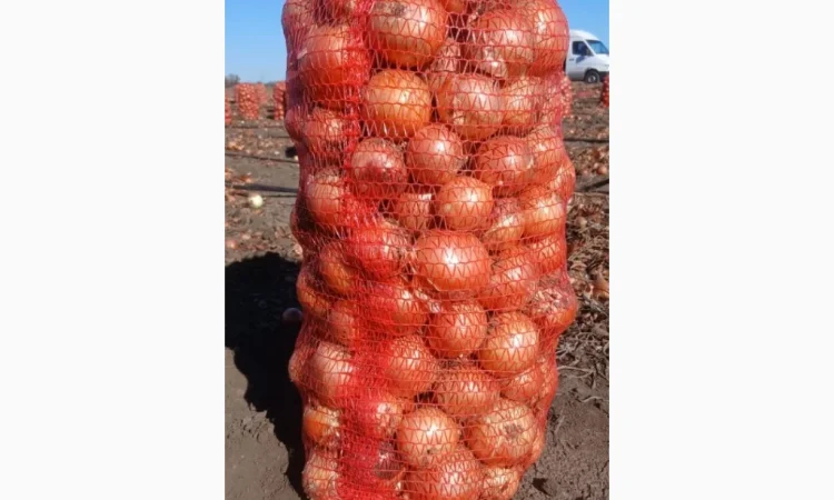 Продаж лука репчатого 1 сорту оптом - фото № 2