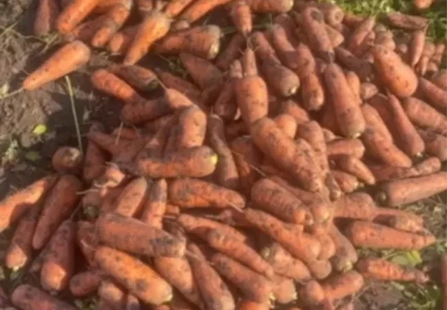 Продажа моркови 2-го сорта оптом - фото № 1