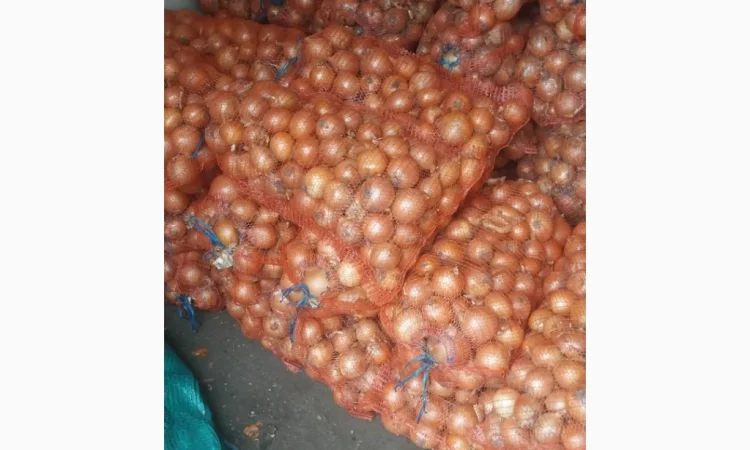 Цибуля пізніх сортів на продаж - фото № 10