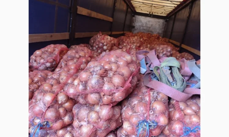 Цибуля пізніх сортів на продаж - фото № 1