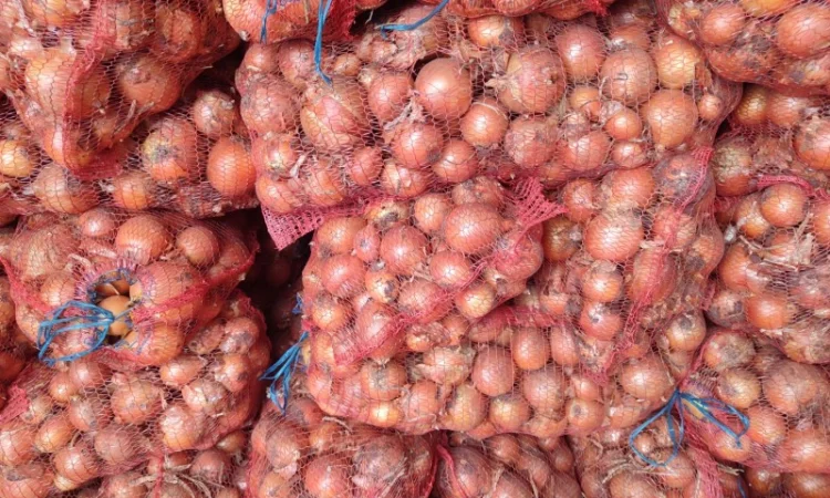 Цибуля пізніх сортів на продаж - фото № 4