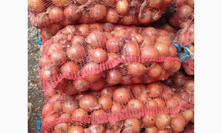 Цибуля пізніх сортів на продаж - фото № 5