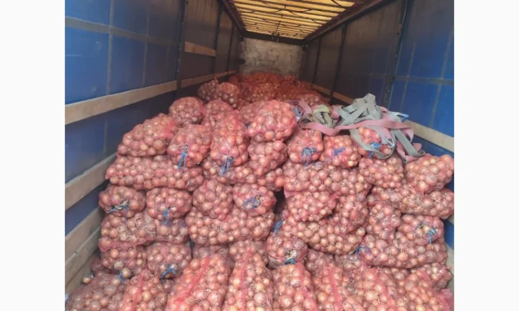 Цибуля пізніх сортів на продаж - фото № 6