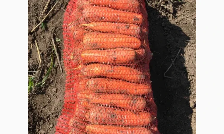 Покупка моркви на постійній основі - фото № 2