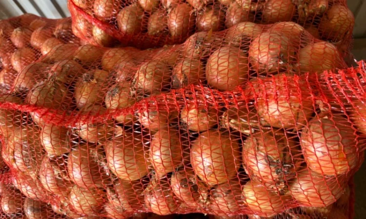 Продаю Цибуля Дайтона Зимова - фото № 1