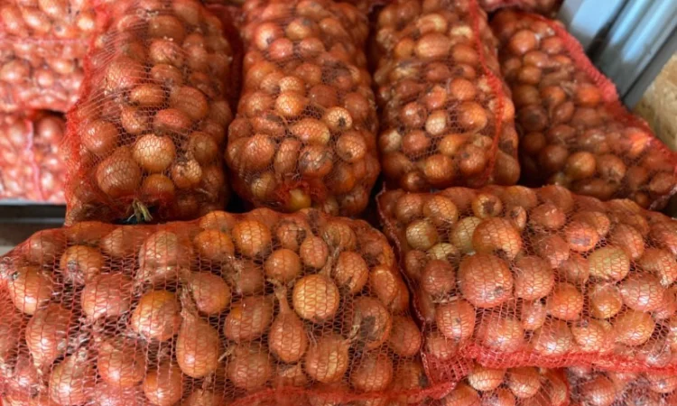 Продаю Цибуля Дайтона Зимова - фото № 2