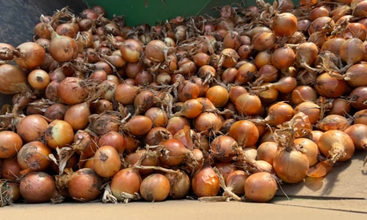 Продаю Цибуля Дайтона Зимова - фото № 3