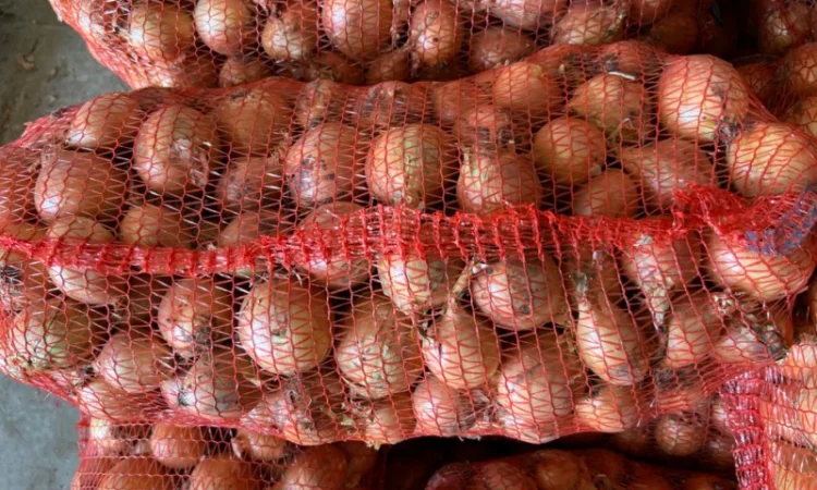 Продаю Цибуля Дайтона Зимова - фото № 4