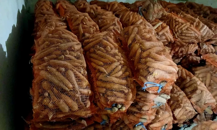 Куплю морковь сорта Кордоба оптом - фото № 1