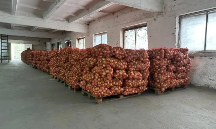 Продаж Цибуля Болеро - фото № 3