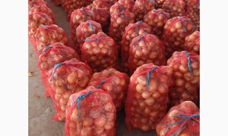 Продаж Цибуля Болеро - фото № 1