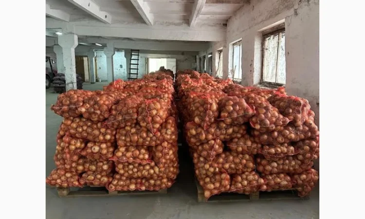 Продажа цибулі "Центуріон" - фото № 1