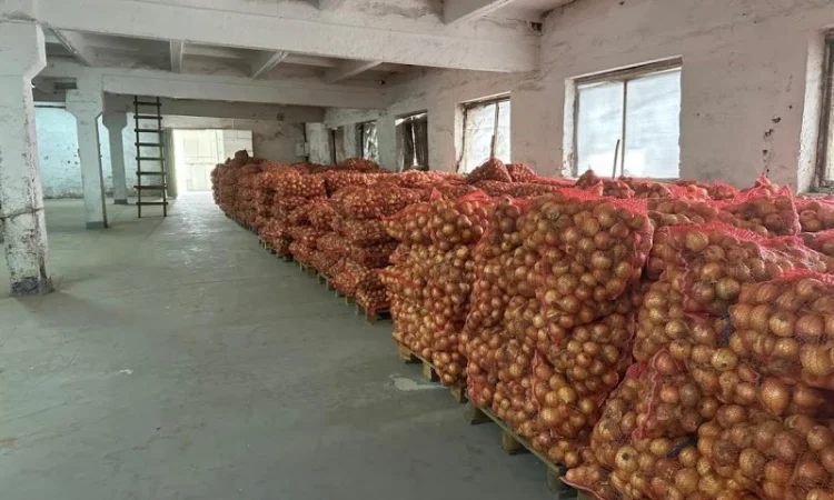 Продажа цибулі "Центуріон" - фото № 2