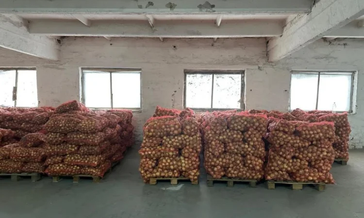 Продажа цибулі "Центуріон" - фото № 3