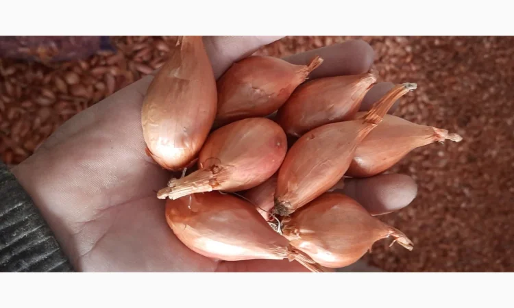 Цибуля кущівка (шалот) для гуртової покупки - фото № 1