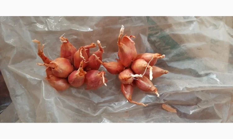 Цибуля кущівка (шалот) для гуртової покупки - фото № 2