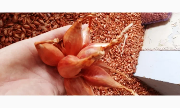 Цибуля кущівка (шалот) для гуртової покупки - фото № 3