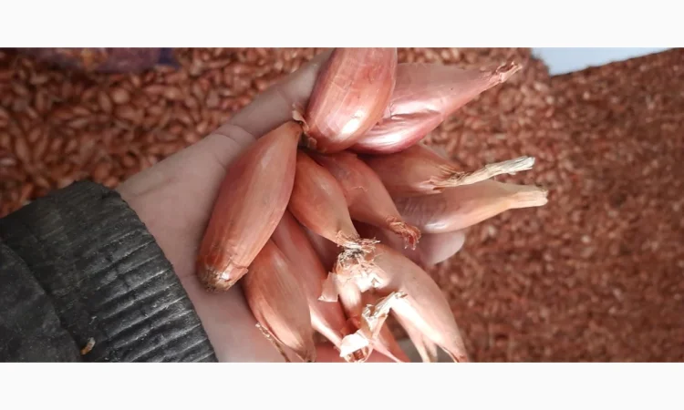 Цибуля кущівка (шалот) для гуртової покупки - фото № 4