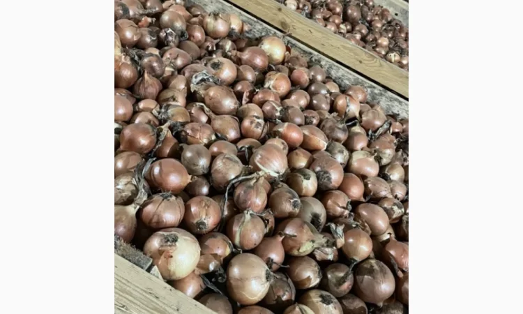 Якісна цибуля сорт Дерек на продаж - фото № 3