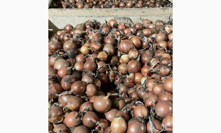 Якісна цибуля сорт Дерек на продаж - фото № 2