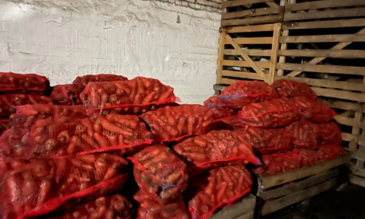 Продаж моркви сорту Каскад - фото № 1