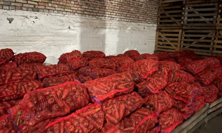 Продаж моркви сорту Каскад - фото № 2