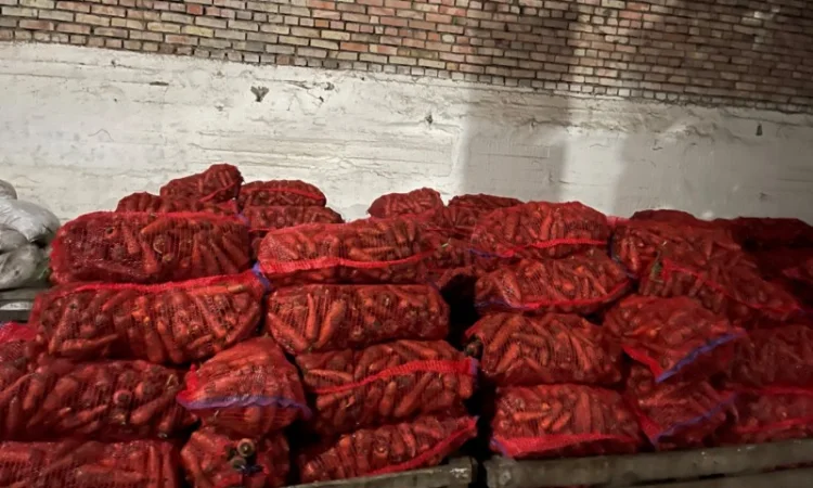 Продаж моркви сорту Каскад - фото № 3