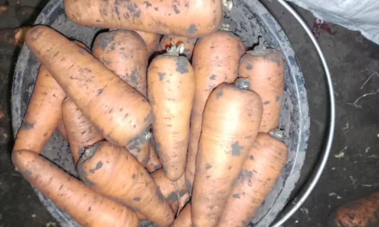 Продається морква сорт Танжелина - фото № 3