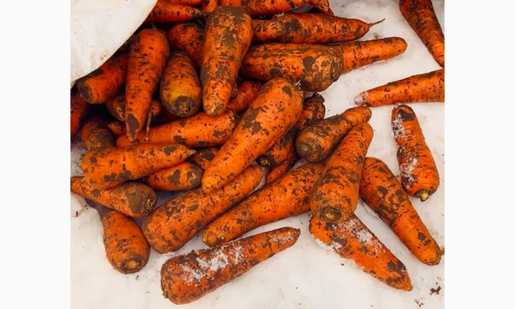 Продається морква сорт Танжелина - фото № 4