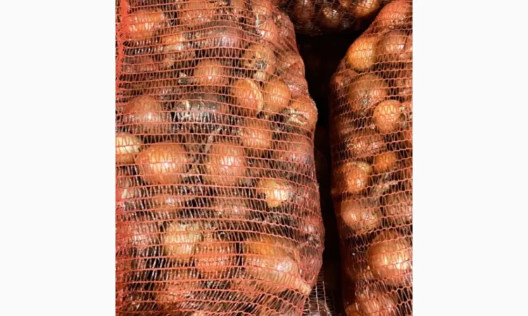 Продаж цибулі сорт Дерек F1 - фото № 2