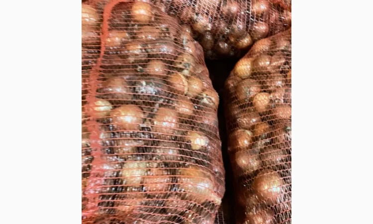 Продаж цибулі сорт Дерек F1 - фото № 3