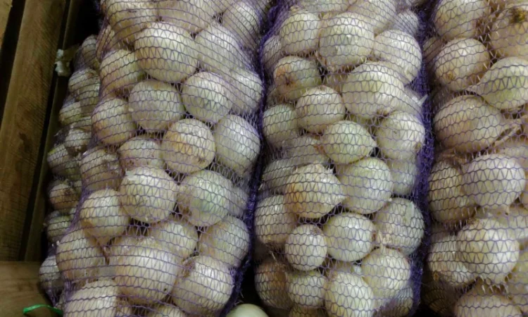 Продаж білої цибулі оптом - фото № 1