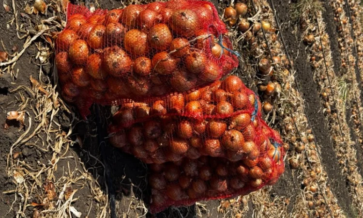 Продаж цибулі сорту Медуза з гарантією якості - фото № 2