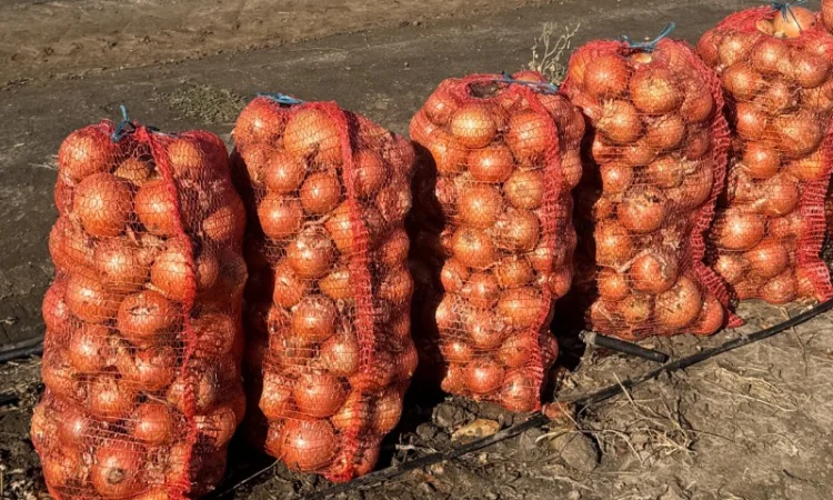 Продаж цибулі сорту Медуза з гарантією якості - фото № 3