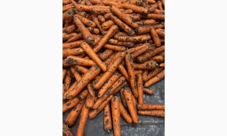 Покупка моркови 1 сорта - фото № 1