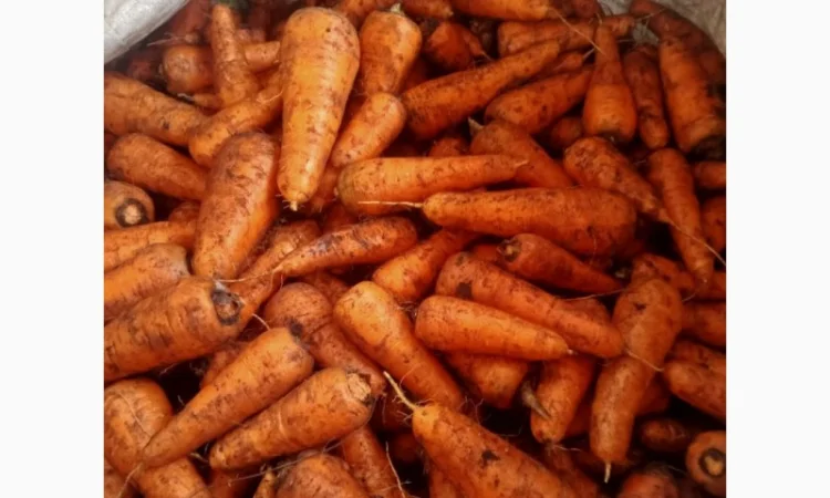 Продаю моркву 1 та 2 сорт від фермера - фото № 1