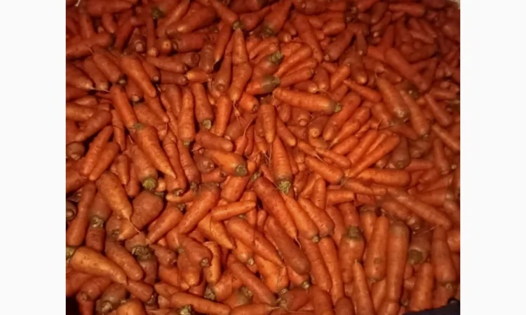 Продаю моркву 1 та 2 сорт від фермера - фото № 4